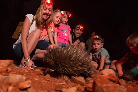 Alice Springs Desert Park Nocturnal Tour - Accommodation Directory 5