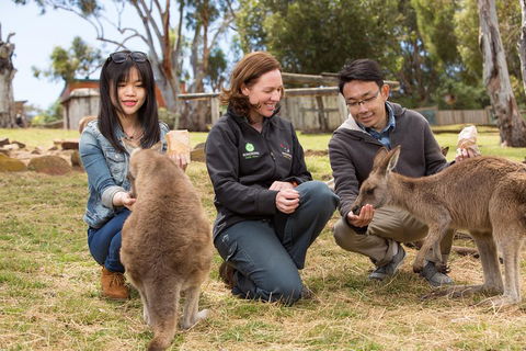 Bonorong Wildlife Park And Richmond Afternoon Tour From Hobart - Accommodation Directory 1