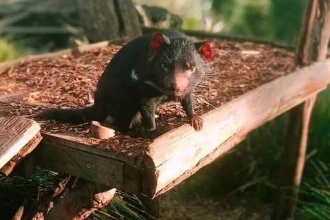 Bonorong Wildlife Park And Richmond Afternoon Tour From Hobart - Accommodation Directory 4