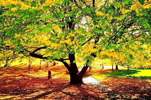 Hobart Half-Day Sightseeing Coach Tram Tour - Accommodation Directory 3