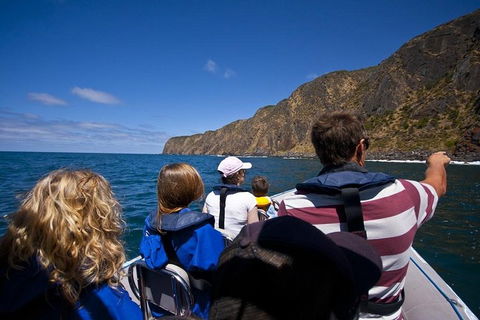 Seal Island Boat Tour From Victor Harbor - Accommodation Directory 0