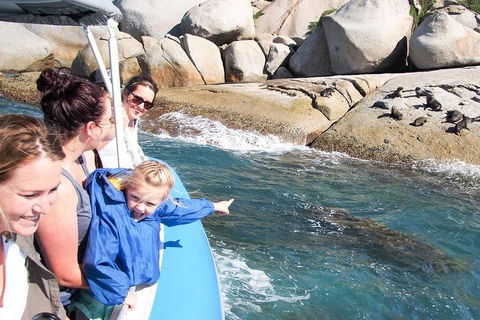 Seal Island Boat Tour From Victor Harbor - Accommodation Directory 4