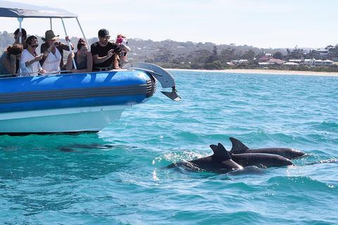 Seal Island Boat Tour From Victor Harbor - Accommodation Directory 5