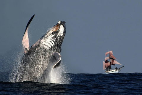 Sydney Harbour Tall Ship Whale & Sail - Whale Watching Cruise - Accommodation Directory 0
