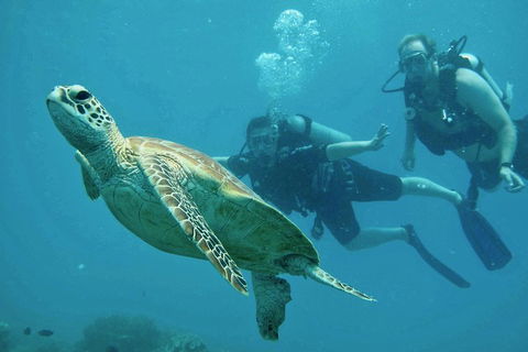 Ocean Freedom Great Barrier Reef Personal Luxury Snorkel & Dive Cruise, Cairns - Accommodation Directory 4