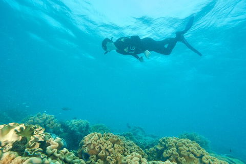 Ocean Freedom Great Barrier Reef Personal Luxury Snorkel & Dive Cruise, Cairns - Accommodation Directory 5