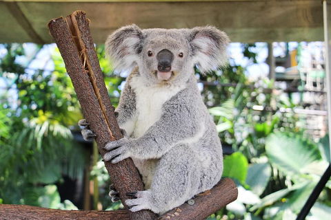 Cairns ZOOM And Wildlife Dome - Accommodation Directory 0