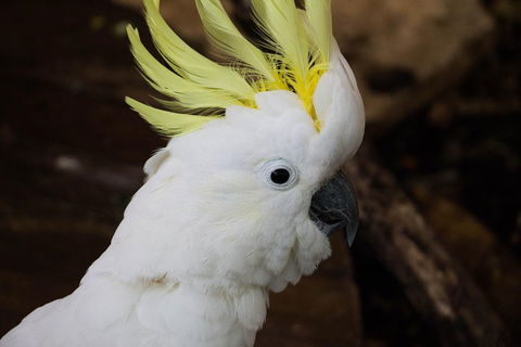 Cairns ZOOM And Wildlife Dome - Accommodation Directory 2