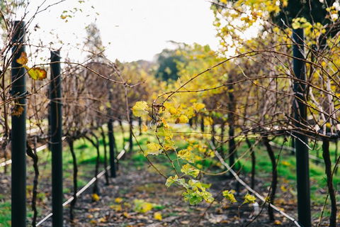 Australian Wine Discovery Tour Ticket - Accommodation Directory 4