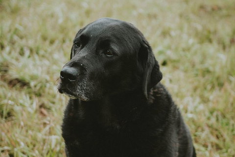 Daylesford Wine Tours: Wine, Cider, Gin, Vodka, Port, Food & Sights Tours! - Accommodation Directory 4