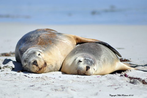 NEW TOUR - Kangaroo Island Road To Recovery Tour (1 Day/1 Night) - Accommodation Directory 1