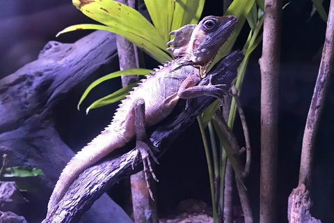 Cairns Aquarium Admission Ticket - Accommodation Directory 0