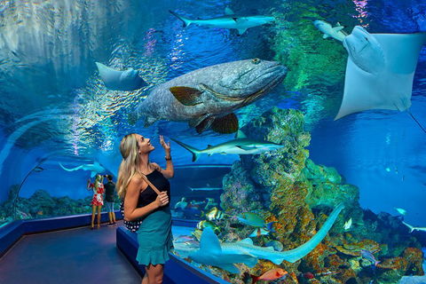 Cairns Aquarium Admission Ticket - Accommodation Directory 3