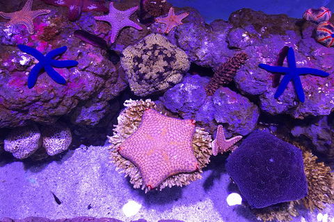 Cairns Aquarium Admission Ticket - Accommodation Directory 5
