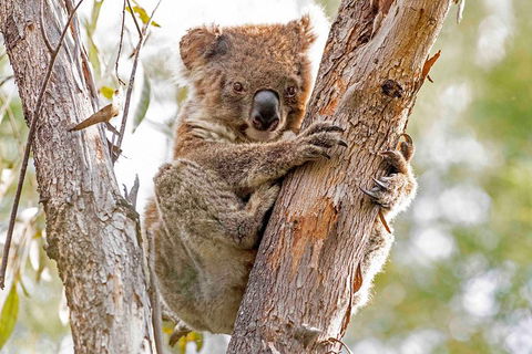 Wild Australian Wildlife 4WD Tour From Sydney - Accommodation Directory 1