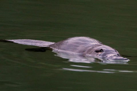 Wild Australian Wildlife 4WD Tour From Sydney - Accommodation Directory 2