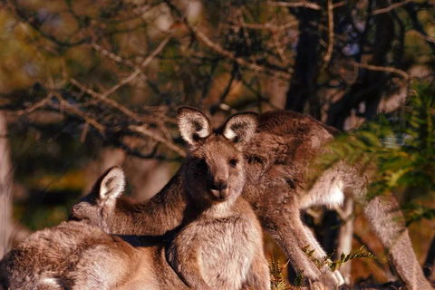 Wild Australian Wildlife 4WD Tour From Sydney - Accommodation Directory 3