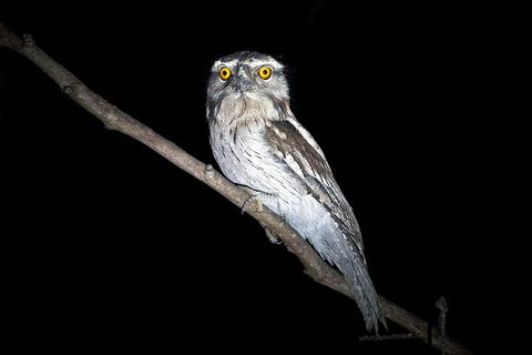 Wild Australian Wildlife 4WD Tour From Sydney - Accommodation Directory 4