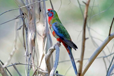 Wild Australian Wildlife 4WD Tour From Sydney - Accommodation Directory 5