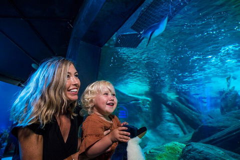 SEA LIFE Sunshine Coast Aquarium Entrance Ticket - Accommodation Directory 0