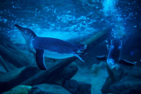SEA LIFE Sunshine Coast Aquarium Entrance Ticket - Accommodation Directory 1