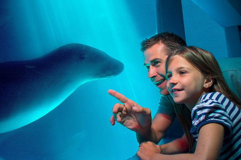 SEA LIFE Sunshine Coast Aquarium Entrance Ticket - Accommodation Directory 2