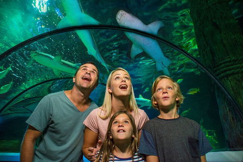 SEA LIFE Sunshine Coast Aquarium Entrance Ticket - Accommodation Directory 3