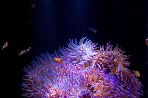 SEA LIFE Sunshine Coast Aquarium Entrance Ticket - Accommodation Directory 4