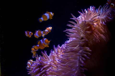 SEA LIFE Sunshine Coast Aquarium Entrance Ticket - Accommodation Directory 5