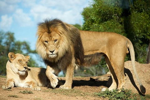 Werribee Open Range Zoo General Admission Ticket - Accommodation Directory 1