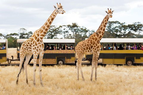 Werribee Open Range Zoo General Admission Ticket - Accommodation Directory 2