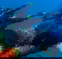 Scuba Dive the S.S. Yongala Wreck on the Great Barrier Reef. - Accommodation Directory